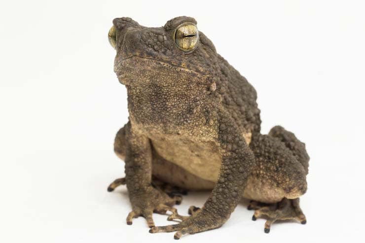 اعتیاد به ماده مخدر قورباغه