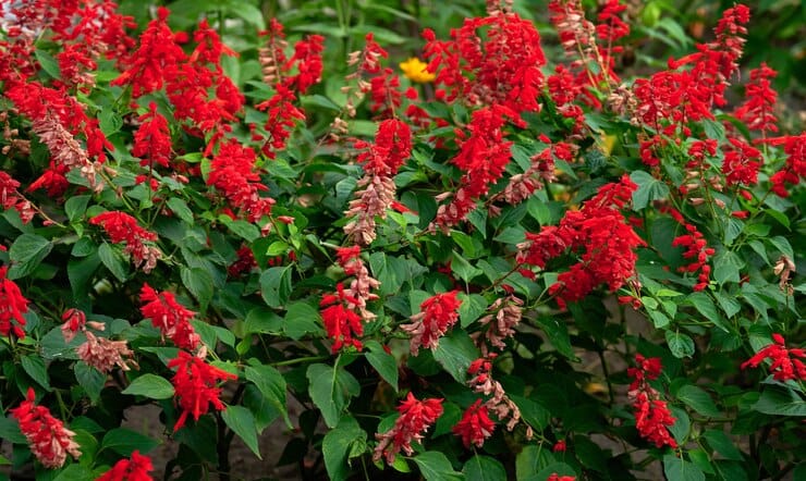 اعتیاد به مریم گلی و سوء مصرف آن